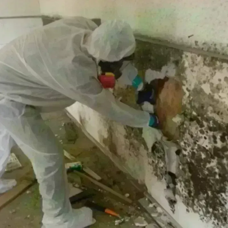 Mold Remediation and Removal in Moore County, TX